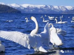 东至十大传说——天鹅孵蛋的传说