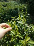 2017仙寓山野茶新茶上市 喝茶就喝仙寓山野茶