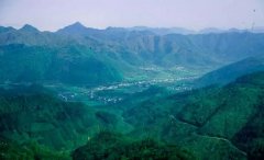 2018新茶上市 喝仙寓高山茶 富含硒元素